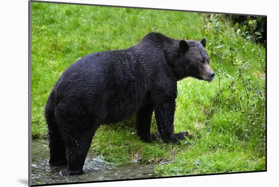 Black Bear-null-Mounted Photographic Print