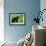 Black Bear-null-Framed Photographic Print displayed on a wall