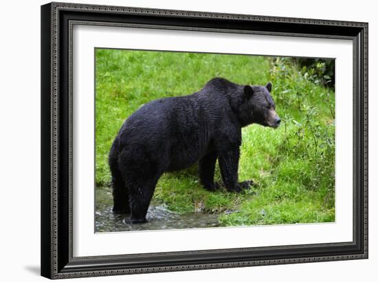 Black Bear-null-Framed Photographic Print