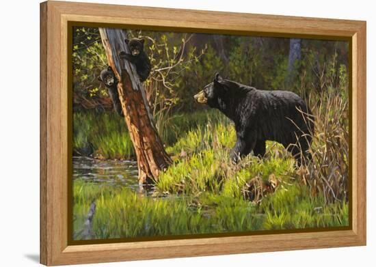 Black Bear-Bruce Miller-Framed Premier Image Canvas