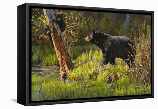 Black Bear-Bruce Miller-Framed Premier Image Canvas