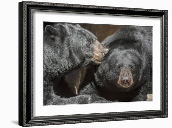 Black Bears NCZ 17 1-Robert Michaud-Framed Giclee Print