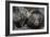 Black Bears NCZ 17 1-Robert Michaud-Framed Giclee Print