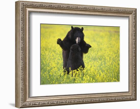 Black Bears Playing-W. Perry Conway-Framed Photographic Print