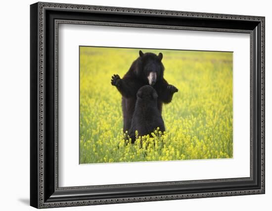 Black Bears Playing-W. Perry Conway-Framed Photographic Print