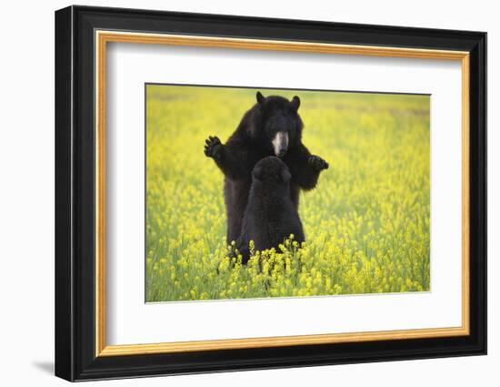 Black Bears Playing-W. Perry Conway-Framed Photographic Print