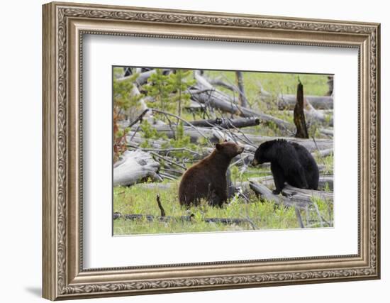 Black Bears, Spring Courting-Ken Archer-Framed Photographic Print