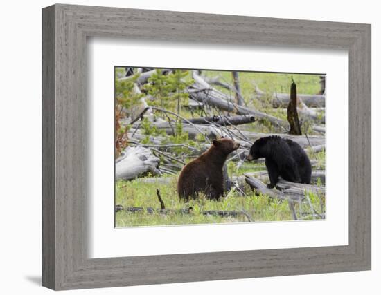 Black Bears, Spring Courting-Ken Archer-Framed Photographic Print