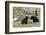 Black Bears, Spring Courting-Ken Archer-Framed Photographic Print