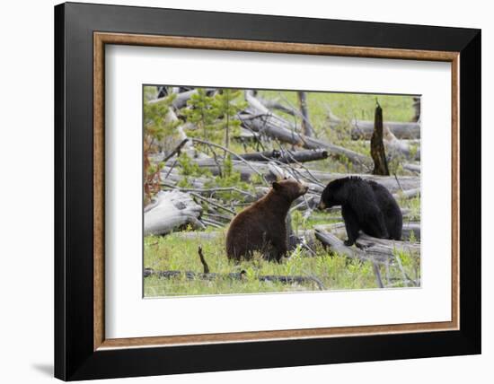 Black Bears, Spring Courting-Ken Archer-Framed Photographic Print