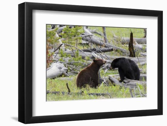 Black Bears, Spring Courting-Ken Archer-Framed Photographic Print