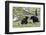 Black Bears, Spring Courting-Ken Archer-Framed Photographic Print