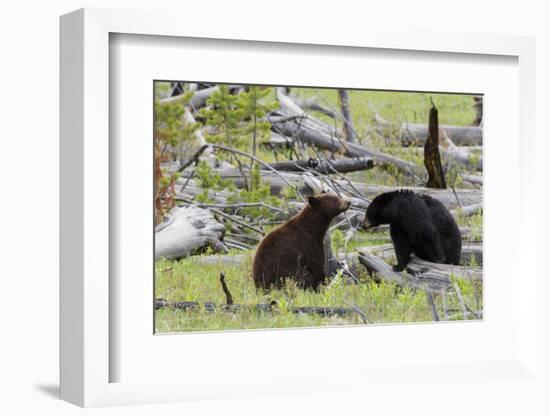 Black Bears, Spring Courting-Ken Archer-Framed Photographic Print