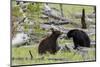 Black Bears, Spring Courting-Ken Archer-Mounted Photographic Print