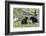 Black Bears, Spring Courting-Ken Archer-Framed Photographic Print