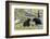 Black Bears, Spring Courting-Ken Archer-Framed Photographic Print