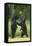 Black bears (Ursus americanus) standing on back legs, fighting, Minnesota, USA, June-Danny Green-Framed Premier Image Canvas