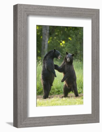 Black bears (Ursus americanus) standing on back legs, fighting, Minnesota, USA, June-Danny Green-Framed Photographic Print