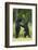 Black bears (Ursus americanus) standing on back legs, fighting, Minnesota, USA, June-Danny Green-Framed Photographic Print