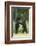 Black bears (Ursus americanus) standing on back legs, fighting, Minnesota, USA, June-Danny Green-Framed Photographic Print