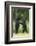 Black bears (Ursus americanus) standing on back legs, fighting, Minnesota, USA, June-Danny Green-Framed Photographic Print
