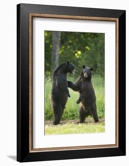 Black bears (Ursus americanus) standing on back legs, fighting, Minnesota, USA, June-Danny Green-Framed Photographic Print