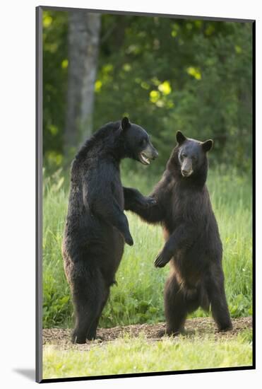 Black bears (Ursus americanus) standing on back legs, fighting, Minnesota, USA, June-Danny Green-Mounted Photographic Print