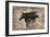 Black Beauty-Marta Wiley-Framed Giclee Print