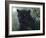 Black Beauty-Jeff Tift-Framed Giclee Print