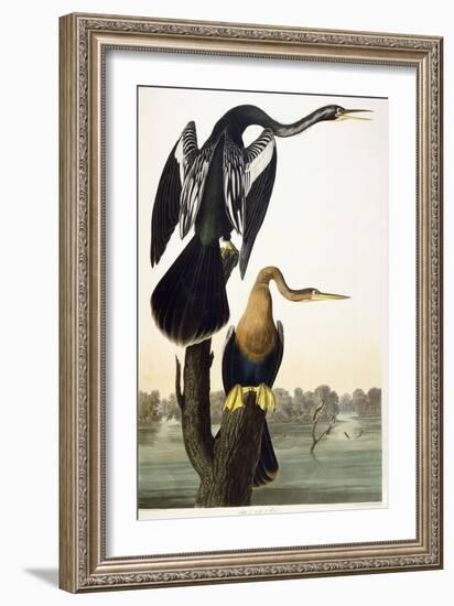 Black-Bellied Darter, 1836-John James Audubon-Framed Giclee Print