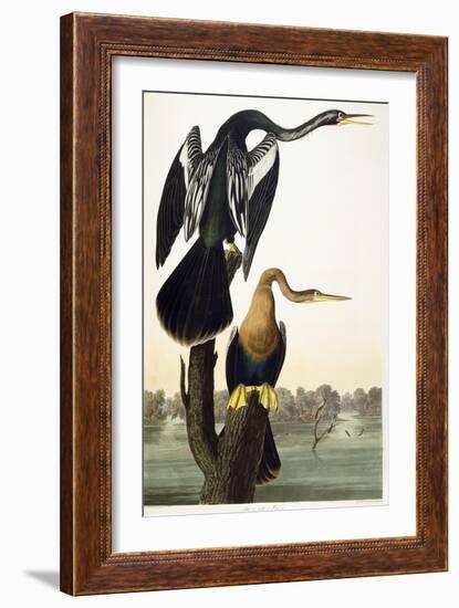 Black-Bellied Darter, 1836-John James Audubon-Framed Giclee Print