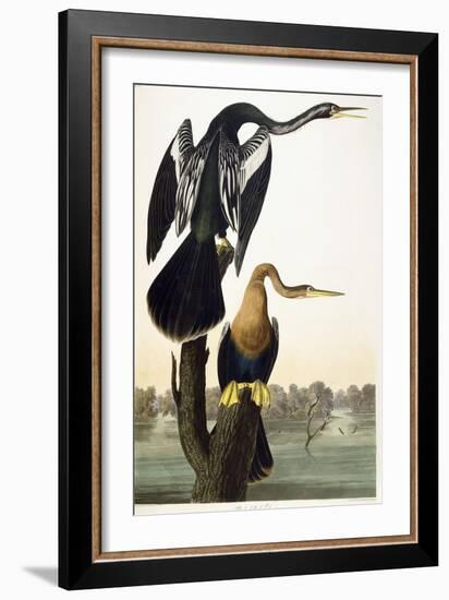 Black-Bellied Darter, 1836-John James Audubon-Framed Giclee Print