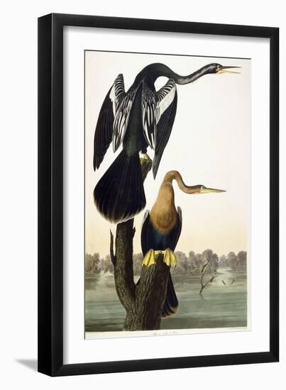 Black-Bellied Darter, 1836-John James Audubon-Framed Giclee Print