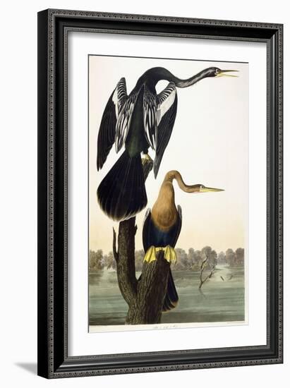 Black-Bellied Darter, 1836-John James Audubon-Framed Giclee Print
