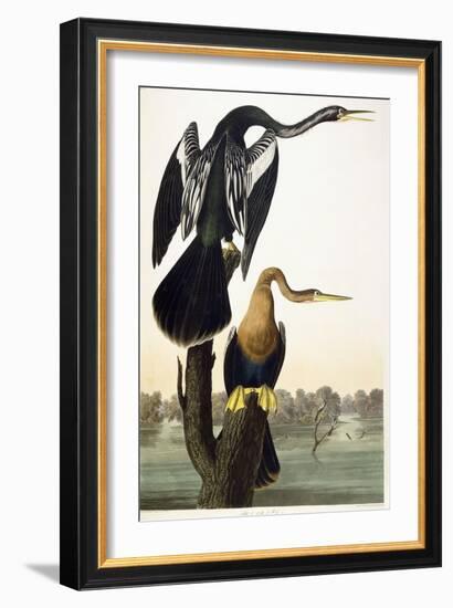 Black-Bellied Darter, 1836-John James Audubon-Framed Giclee Print