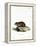 Black-Bellied Hamster-null-Framed Premier Image Canvas