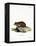 Black-Bellied Hamster-null-Framed Premier Image Canvas