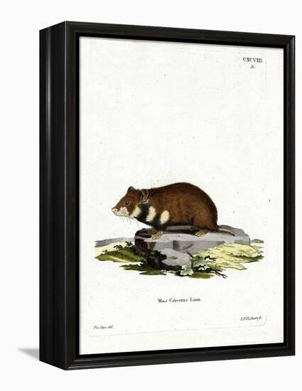 Black-Bellied Hamster-null-Framed Premier Image Canvas