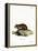 Black-Bellied Hamster-null-Framed Premier Image Canvas