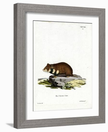 Black-Bellied Hamster-null-Framed Giclee Print