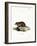 Black-Bellied Hamster-null-Framed Giclee Print