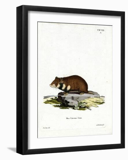 Black-Bellied Hamster-null-Framed Giclee Print