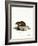 Black-Bellied Hamster-null-Framed Giclee Print