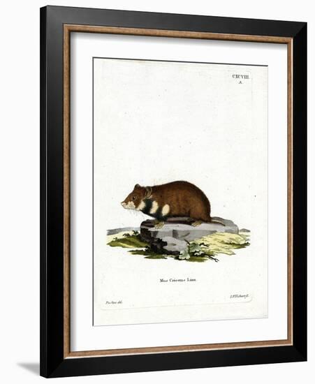 Black-Bellied Hamster-null-Framed Giclee Print