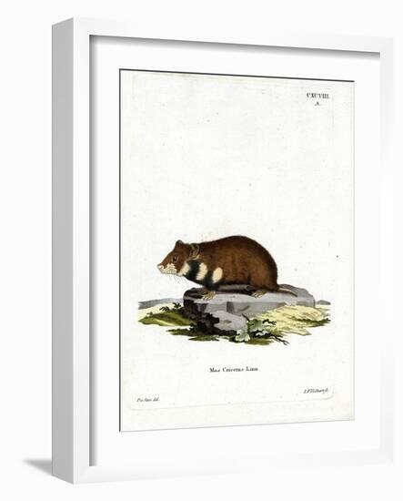 Black-Bellied Hamster-null-Framed Giclee Print