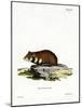 Black-Bellied Hamster-null-Mounted Giclee Print