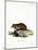 Black-Bellied Hamster-null-Mounted Giclee Print