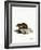 Black-Bellied Hamster-null-Framed Giclee Print