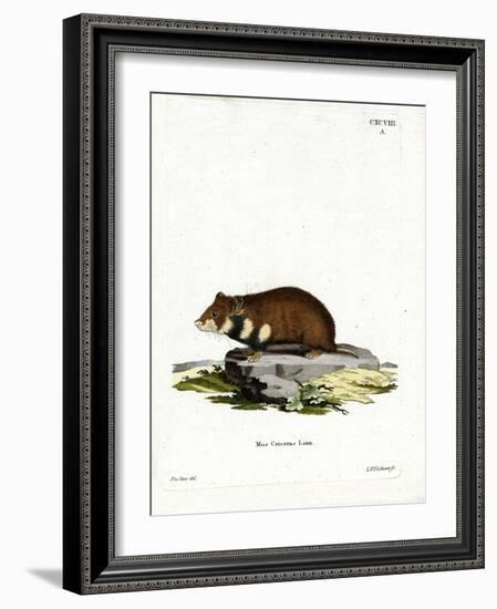 Black-Bellied Hamster-null-Framed Giclee Print