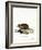 Black-Bellied Hamster-null-Framed Giclee Print